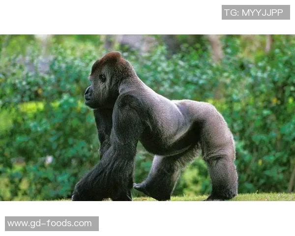 猩猩足球明星的奇幻旅程与动物界的运动梦想